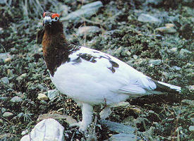 The official Alaska state bird.