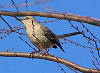 Picture of the Mockingbird, the official state bird of Arkansas.