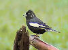 Picture of the Lark+Bunting, the official state bird of Colorado.