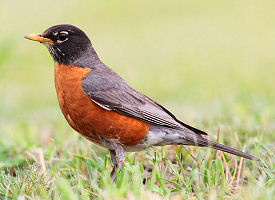 The official Connecticut state bird.