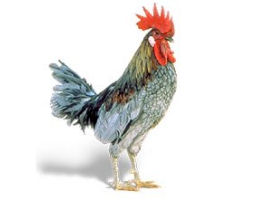 The official Delaware state bird.