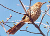 Picture of the Brown+Thrasher, the official state bird of Georgia.