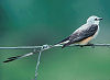 Picture of the Scissor-Tailed+Flycatcher, the official state bird of Oklahoma.
