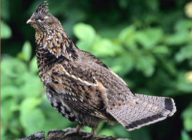 The official Pennsylvania state bird.