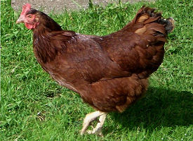 The official Rhode Island state bird.