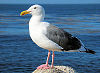 Picture of the California+Gull, the official state bird of Utah.