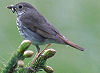Picture of the Hermit+Thrush, the official state bird of Vermont.