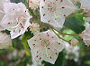 Picture of the Mountain Laurel, the official state flower of Connecticut.