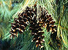 Picture of the White Pinecone and Tassel, the official state flower of Maine.