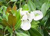 Picture of the Magnolia, the official state flower of Mississippi.