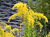 Picture of the Goldenrod, the official state flower of Nebraska.