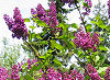 Picture of the Purple Lilac, the official state flower of New Hampshire.