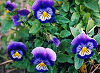 Picture of the Violet, the official state flower of New Jersey.