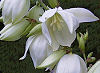Picture of the Yucca Flower, the official state flower of New Mexico.