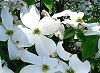 Picture of the American Dogwood, the official state flower of North Carolina.