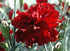 Picture of the Red Carnation, the official state flower of Ohio.