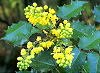 Picture of the Oregon Grape, the official state flower of Oregon.