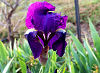 Picture of the Iris, the official state flower of Tennessee.