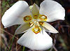 Picture of the Sego Lily, the official state flower of Utah.