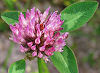 Picture of the Red Clover, the official state flower of Vermont.