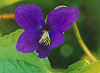 Picture of the Wood Violet, the official state flower of Wisconsin.